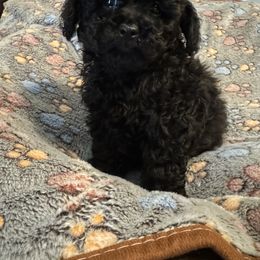 Birdie - Black male Poodle puppy in Pounding  Mill, Virginia from Rosa's Chihuahuas
