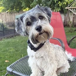 Mindy - Yorkipoo