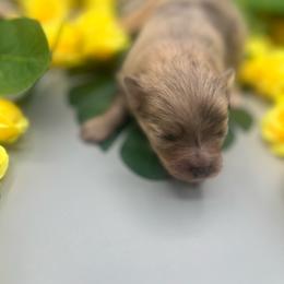 Pee wee - Chocolate merle male Pomeranian puppy in Brentwood, California from Royalpawpoms