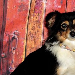 Miniature Australian Shepherds and Toy Australian Shepherds from Kim Mayo