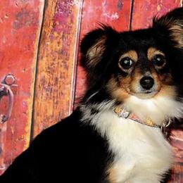 Miniature Australian Shepherds and Toy Australian Shepherds from Kim Mayo
