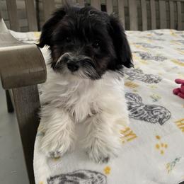 CAMMIE - Black and white female Havanese puppy in Pima County, Arizona from Havanese of the Sonoran Desert