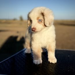Boy 4 - male Miniature American Shepherd puppy in Snyder, Texas from RLA Miniature American Shepherds