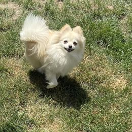 Pomeranian Puppies from Highlander Pomeranians