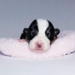 American Corgi and Pembroke Welsh Corgi Puppies from Whimsical Treasure Corgis