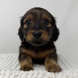 Bon Jovi - Red male Dachshund puppy in Pulaski, Tennessee from Billboard Doxies