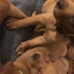Labrador Retriever Puppies from Ironcreek Labs