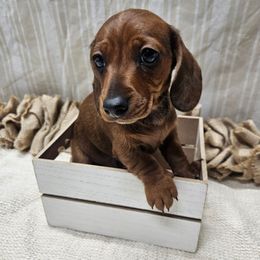 Wally - Red male Dachshund puppy in Anaconda, Montana from Montana Country Dachshunds
