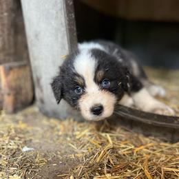 Lindt - Black tri-color male Australian Shepherd puppy in Kentland, Indiana from Pine Grove Aussies