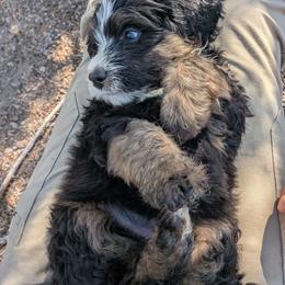 Draco Malfoy - Tri-color male Bernedoodle puppy in Indianola, Utah from Little Bear Bernedoodles