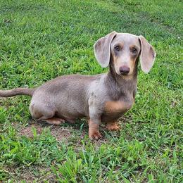 Broly - Dachshund