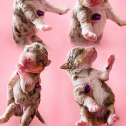 Girl 3, Peanut - Chocolate merle female Bernedoodle puppy in Delphos, Ohio from Route 66 Poodles & Doodles, Sapphire Shih-tzu's of Ohio
