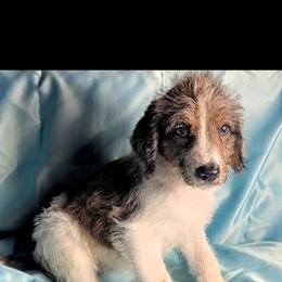 Lulu - Merle female Double Doodle puppy in Rockville, Missouri from Parker's Alpine Sheepadoodles