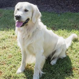 Bailey - Golden Retriever
