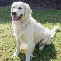 Bailey - Golden Retriever