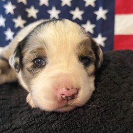 Girl 1 - female Miniature Australian Shepherd puppy in Clearwater, Florida from Frankenmuth Mini Aussies