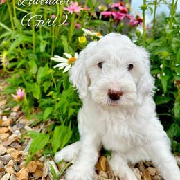 Goldendoodle Puppies from Halo Doodles