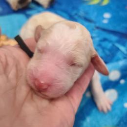 Black collar - White male Poodle puppy in Colorado Springs, Colorado from Silly's Standard Poodles