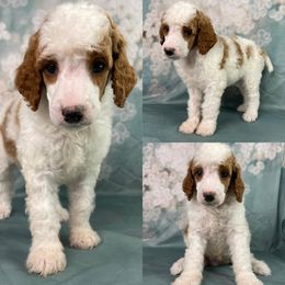 Lotus Boy - Poodle puppy in Swansboro, North Carolina from Monarch Standard Poodles