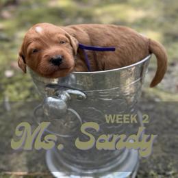 Ms. Sandy - Parti female Goldendoodle puppy in Pensacola, Florida from Ruby Pupper Doodles
