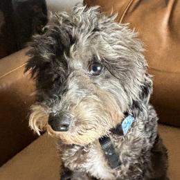Sir Real - Poodle