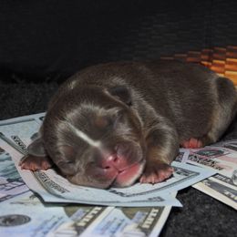 Arty - Blue tri-color female American Bully puppy in Orlinda, Tennessee from SimplyBullies