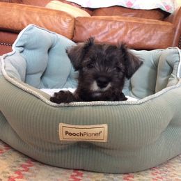 Goldendoodle and Miniature Schnauzer Puppies from Very Special Mini Schnauzers and Goldendoodles