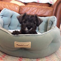 Goldendoodle and Miniature Schnauzer Puppies from Very Special Mini Schnauzers and Goldendoodles