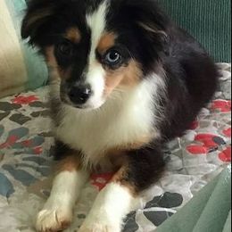 Miniature Australian Shepherd and Toy Australian Shepherd All Grown Up from Aussie What You Did There