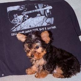 Boy 2 - Black and tan male Yorkshire Terrier puppy in Chino Hills, California from Chino Hills Yorkies