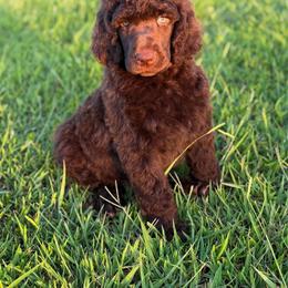 Theodore - Brown male Poodle puppy in Vilonia, Arkansas from Liberty Valley Poodles