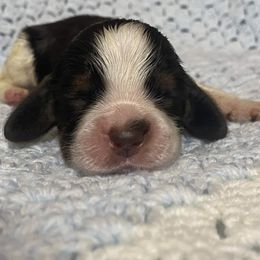 English Springer Spaniel Puppies from Rocky Top Springer Spaniels