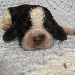 English Springer Spaniel Puppies from Rocky Top Springer Spaniels