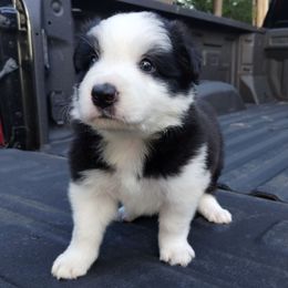Black and white male 1 - Black and white male Border Collie puppy in Alabama from Manor Farms Border Collies