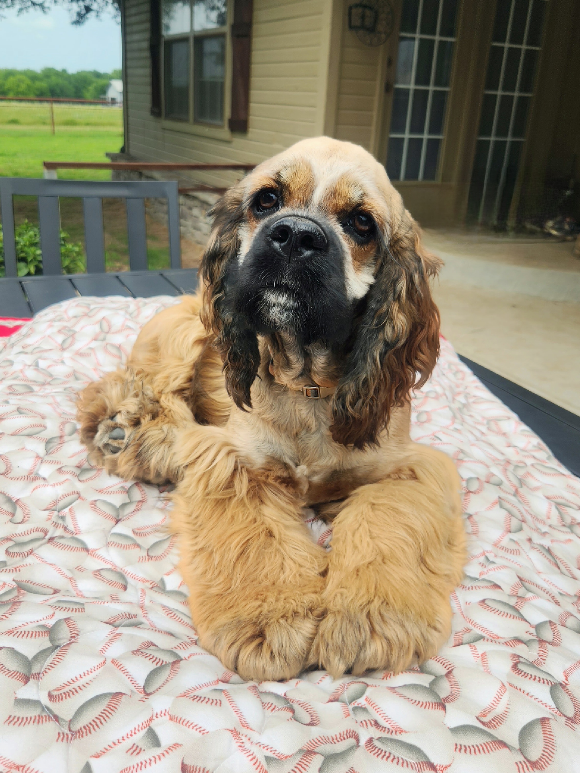 Laney - Cocker Spaniel