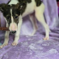 Lucy - Mahogany brindle female Borzoi puppy in Columbia, North Carolina from Muse Borzoi