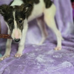 Lucy - Mahogany brindle female Borzoi puppy in Columbia, North Carolina from Muse Borzoi