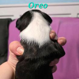 Oreo - Black and white male Boston Terrier puppy in Columbus, Ohio from Bryn's AKC Bostons