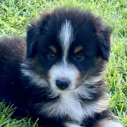 Australian Shepherds from Green Swamp Farms