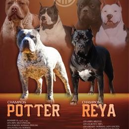 American Bully puppies from Fia Bullies