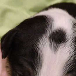 Bull Terrier Puppies from Luxury Bulls