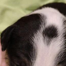 Bull Terrier Puppies from Luxury Bulls