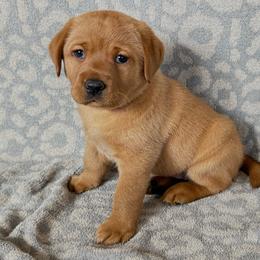 Female - Yellow female Labrador Retriever puppy in Big River, California from Cozy Acres Farm Labradors
