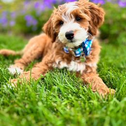 Goldendoodle Puppies from KZ Doodles