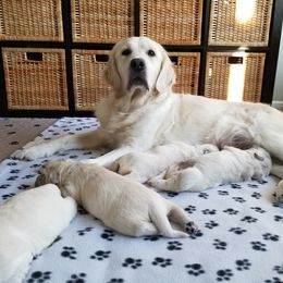 Golden Retriever Puppies from BearMoose Goldens