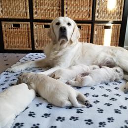 Golden Retriever Puppies from BearMoose Goldens