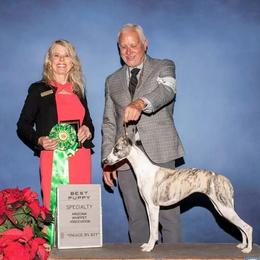 Olivia - Whippet
