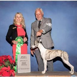 Olivia - Whippet