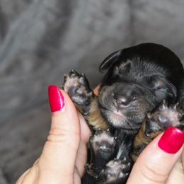 Saint Berdoodle Puppies from My Darling Doodles/St. Berdoodles of WNY