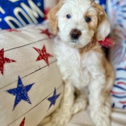 Daisy - Red merle female Aussiedoodle puppy in St George, Utah from Peachydoodlepups